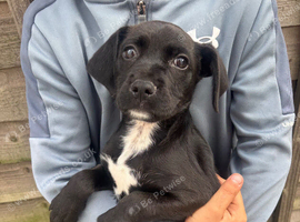 Border terrier x patterdale puppy
