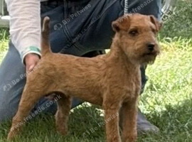 Red Lakeland Bitch Pup