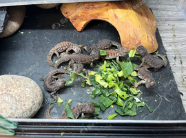 Uromastyx nigraventris