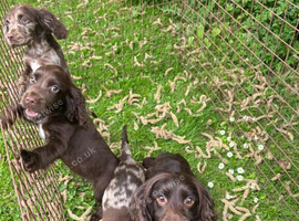 Cocker spaniel puppies