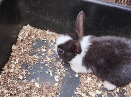 Baby Dutch rabbits