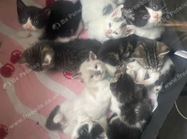 Beautiful Mix Of Kittens