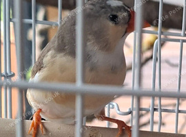 Five black face zebra finches &pound;10 each