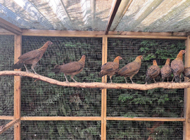 Red jungle fowl