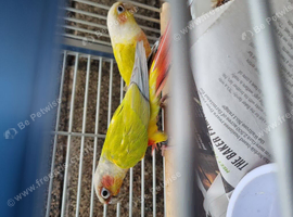 Proven breeding pair conure