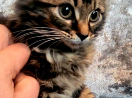 Beautiful  3/4 Maine Coon  little tabby very fluffy kitten