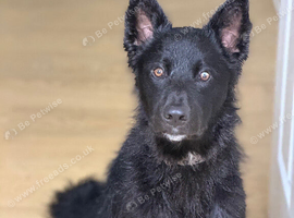 Border collie cross shepsky