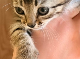 Beautiful Persian cross kittens