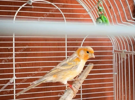 Canaries