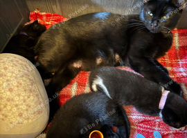 Kittens and mama cat
