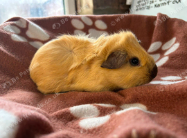 Funky baby girl guinea pigs