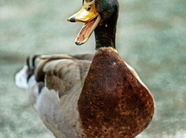 Female Duck required