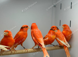 Red factor Canaries