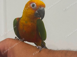 Jenaday conure hand tame
