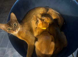 Abyssian kittens for sale