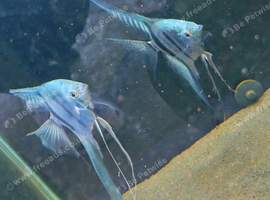 Blue Zebra Veiltail Angels &pound;5 each, 3 for &pound;12