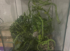 Chameleon and full set up