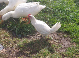 Irish Game Bird Cockerel