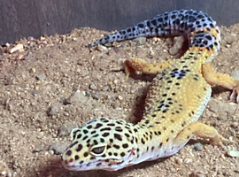 Female leopard hello