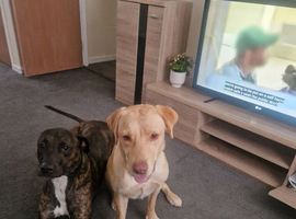 10 month old labrador retriever