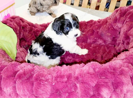 Toy cavappo Puppies