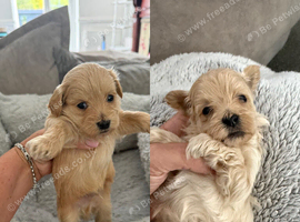 Maltipoo Puppies