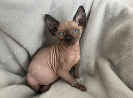 1 Left Sphynx kitten's