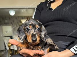 Miniature dachshund puppies