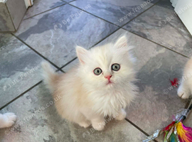 Beautiful Fluffy Persian &ndash; Ready to Reserve