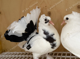 Indian Fantails