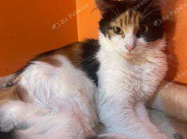 Beautiful 2y old norwegian forest mix breed female cat