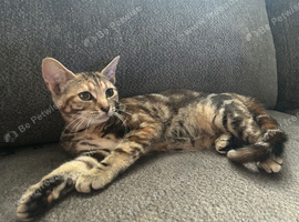 4 bengal cross kittens
