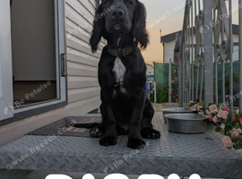 KC registered cocker spaniel stud