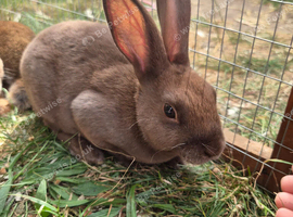 Mini rex boys and girls