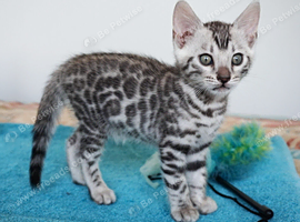 Gorgeous Silver Black Rosette Bengal Boy Kitten
