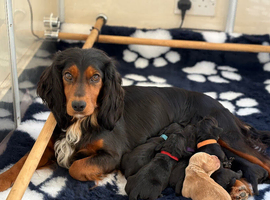 Ready to Leave KC Registered Cocker Spaniel Puppy For Sale