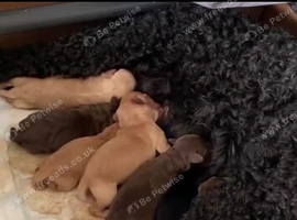 Beautiful pups for sale