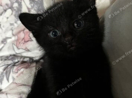 1 tabby, 1 all black 2 beautiful tuxedos