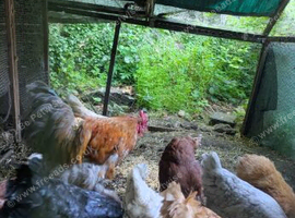 Buff orpinton Cockerel