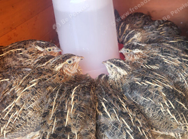 Coturnix quail 2 female/ 1 male