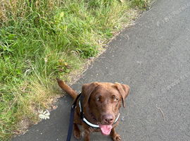 10 months chocolate Labrador