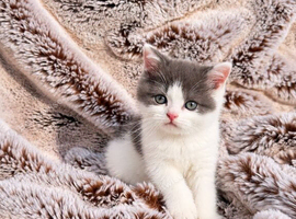 Rainbow British shorthair litter of 5