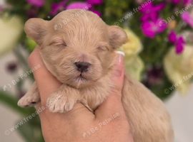 Maltipoo Puppies
