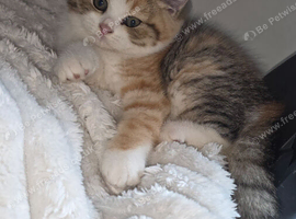 2 unusual british shorthair girls