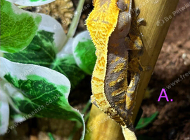 CB26 Unsexed Crested Geckos