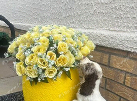 Cocker spaniel female puppy