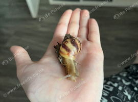 1 baby Giant African land snail baby left!