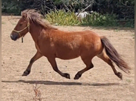 Lovely Little Gelding 8.3hh 5yo