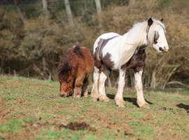 11.2hh, 3yo stallion CHAPS registered