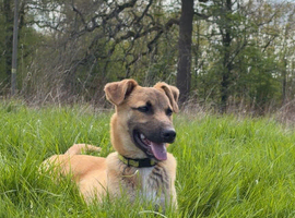 Puppy for sale 4 months
